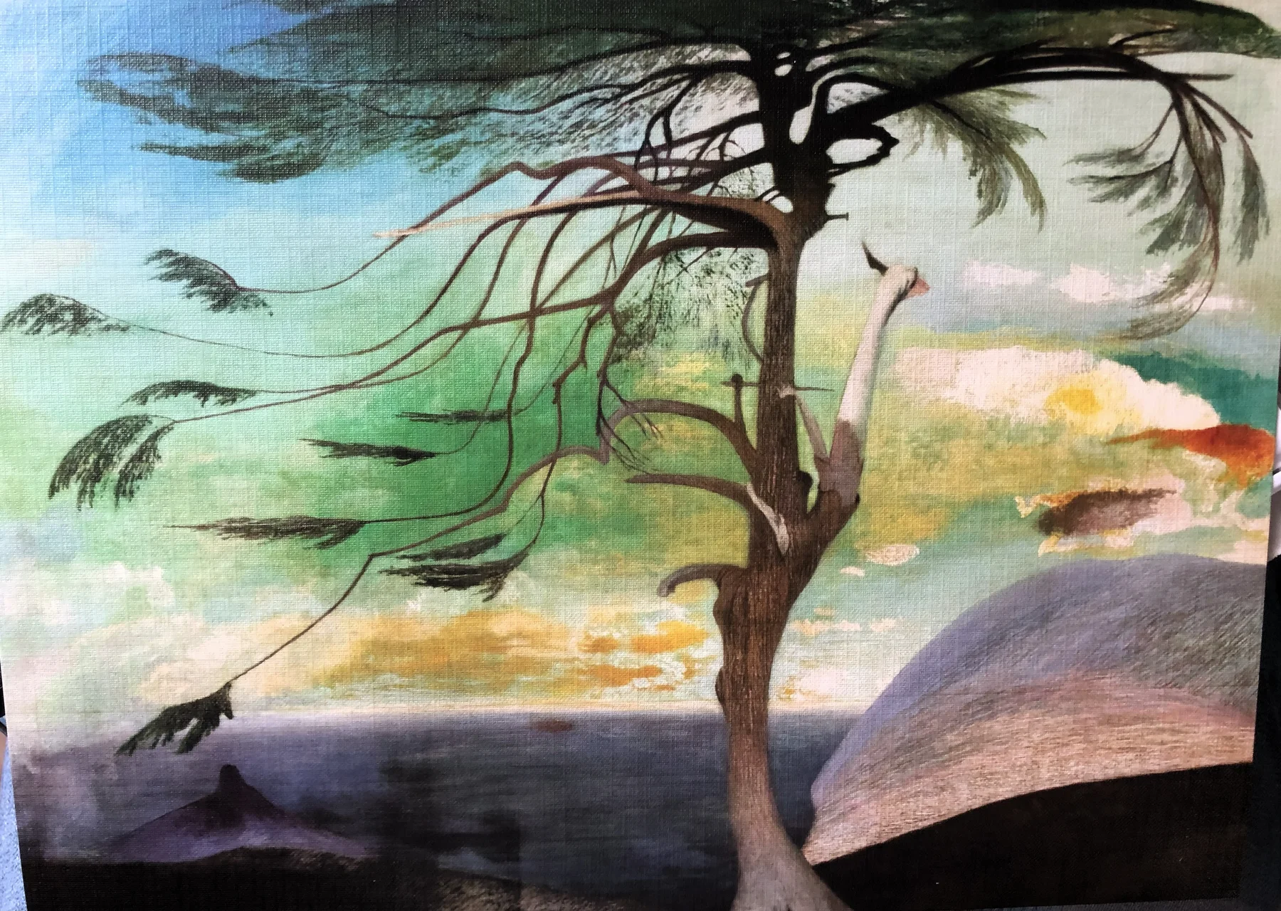 SOLITARY CEDAR