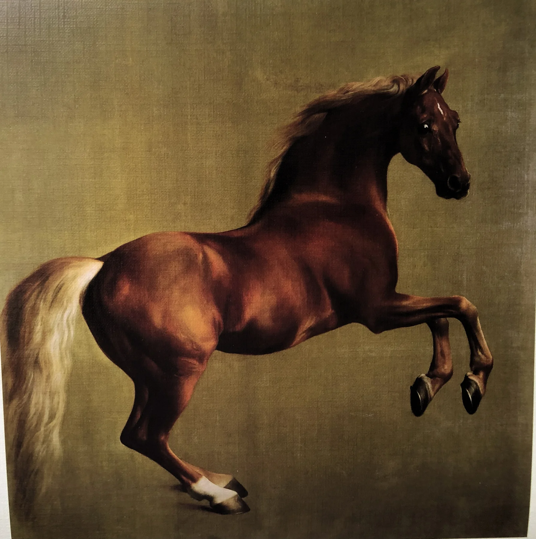 WHISTLEJACKET